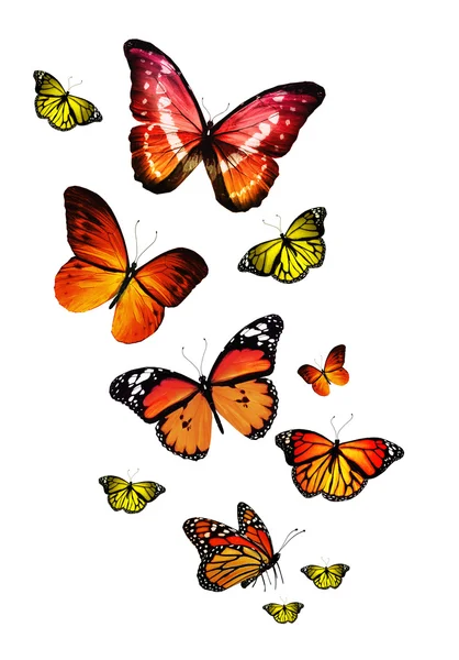 Muchas mariposas diferentes — Foto de Stock