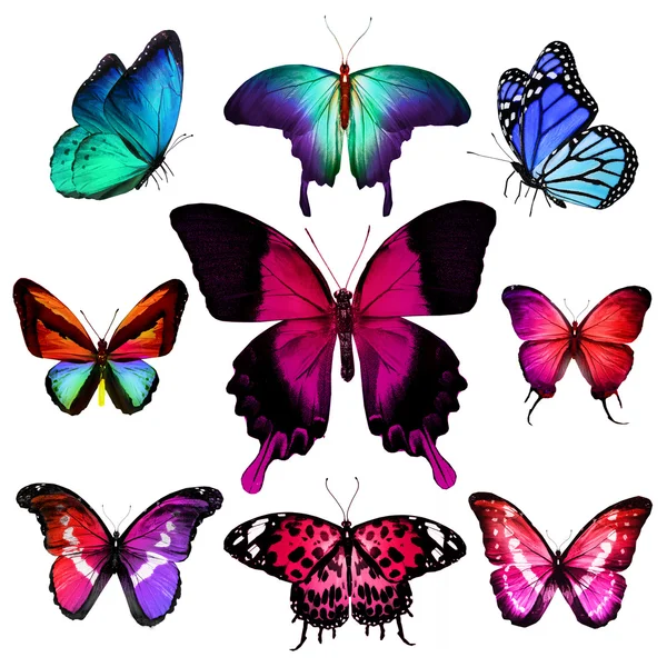 Many different butterflies Stock Photo by ©sun_tiger 41884477