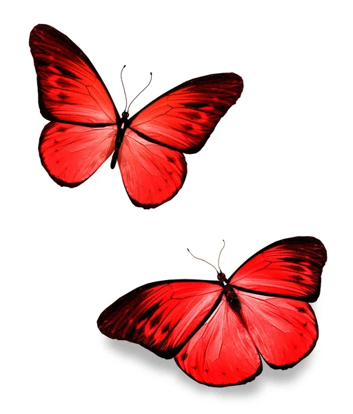 Two red butterflies — Stock Photo, Image