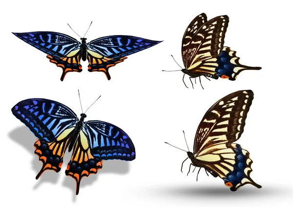 Mariposa de cuatro colores — Foto de Stock