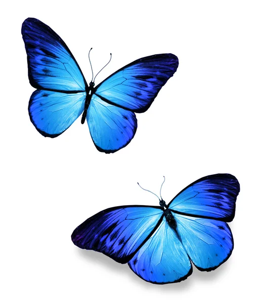 Две синие бабочки — стоковое фото