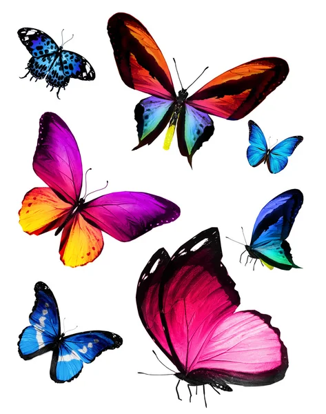 Different butterflies — Stock Photo, Image