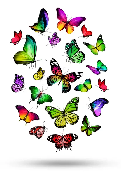 Many different butterflies — Stock Photo, Image