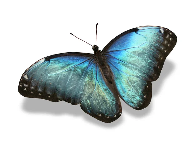 Mariposa azul — Foto de Stock