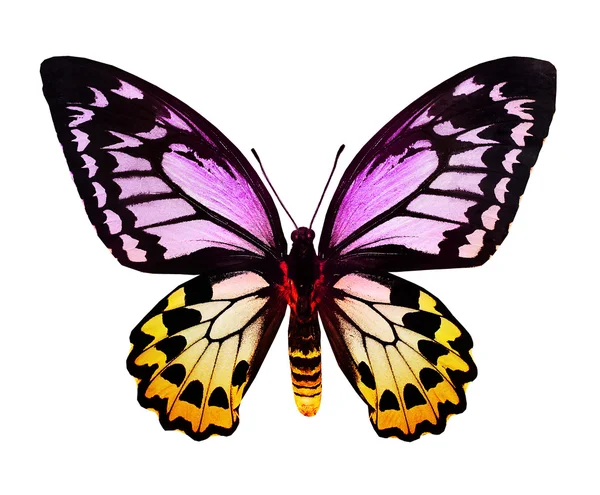Fialový a žlutý motýl — Stock fotografie