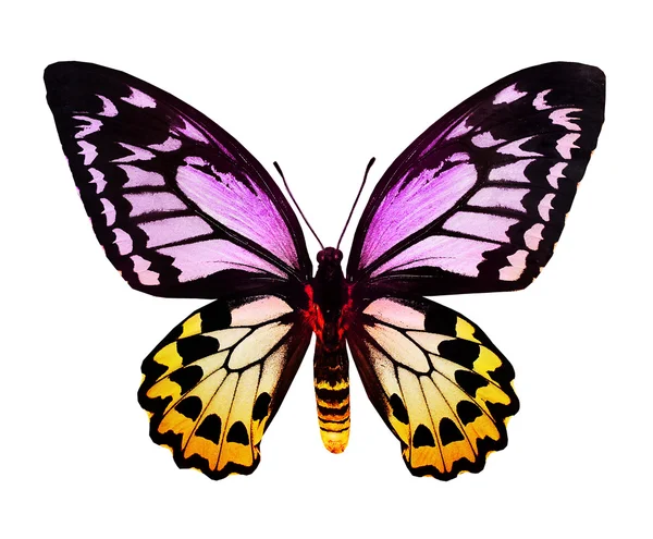 Purple blue butterfly  stock photo  suntiger 40350487
