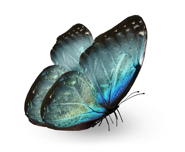 Blauer Schmetterling — Stockfoto