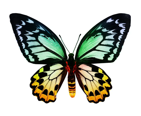 Green and yellow butterfly — Stock Photo, Image