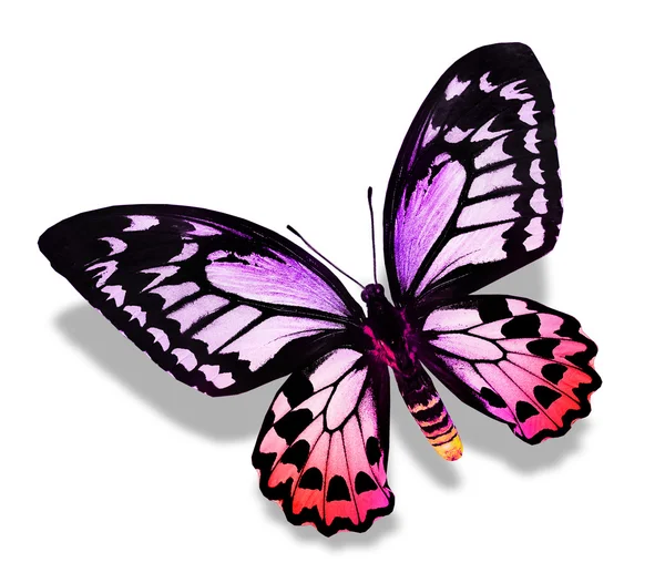 Purple butterfly — Stock Photo, Image