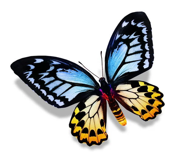 Modré a žluté motýla — Stock fotografie