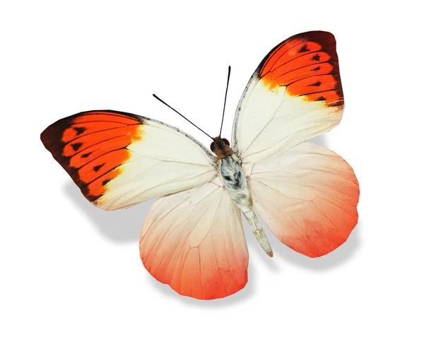 Orange butterfly — Stock Photo, Image