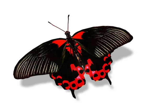 赤と黒の蝶 — ストック写真