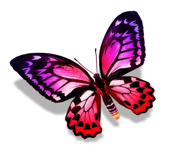 Színes pillangó — Stock Fotó