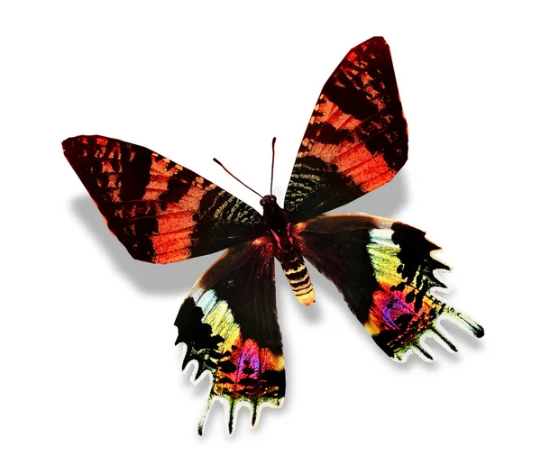 Mariposa colorida — Foto de Stock