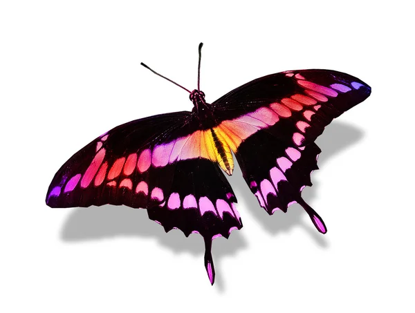 Colorful butterfly — Stock Photo, Image