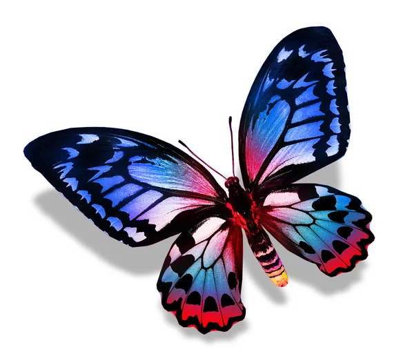 Blue butterfly — Stock Photo, Image