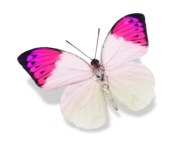 Pink and white butterfly — Stock Photo, Image