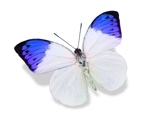 蓝色和白色的蝴蝶 — 图库照片