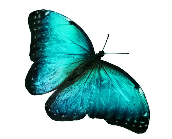 Mariposa azul — Foto de Stock