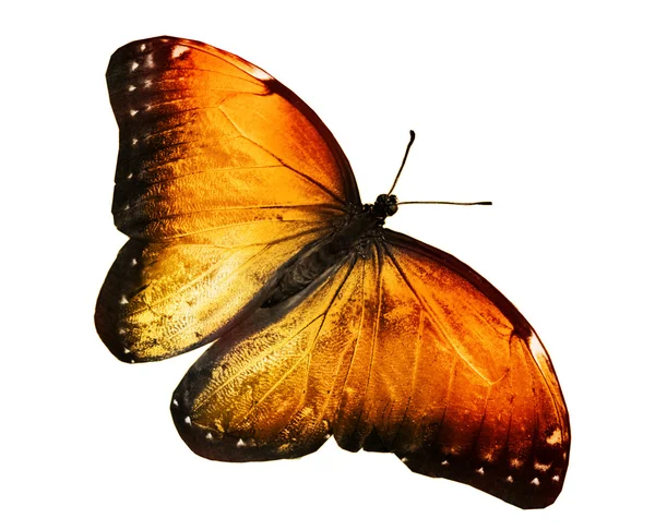 Mariposa amarilla — Foto de Stock