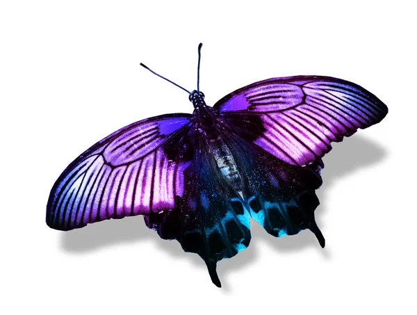 Papillon violet — Photo