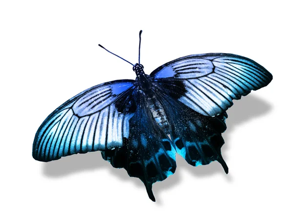 Blue butterfly — Stock Photo, Image