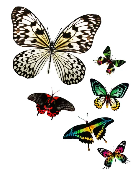 许多蝴蝶 — 图库照片