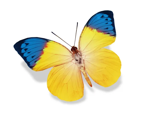 Blauer und gelber Schmetterling — Stockfoto