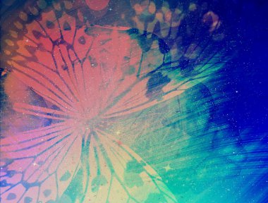 güneş ışığı ile kelebek