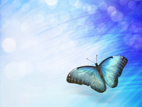 Sunshine with butterfly — Stock Photo, Image