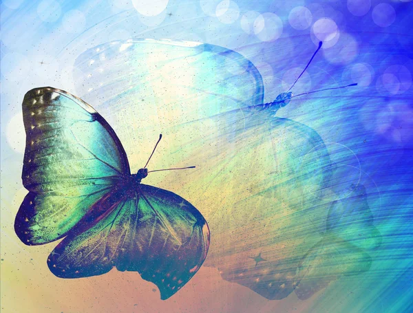 Солнечный свет с бабочкой — стоковое фото