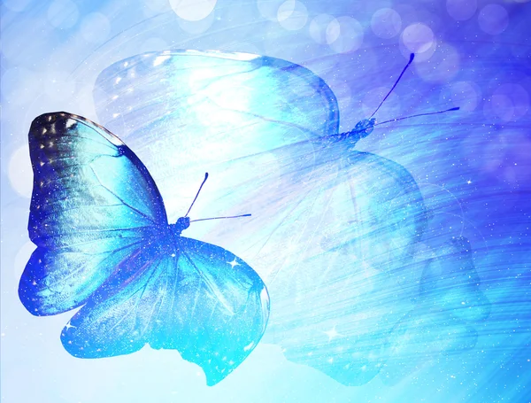 Sunshine with butterfly — Stock Photo, Image