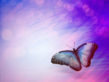 güneş ışığı ile kelebek