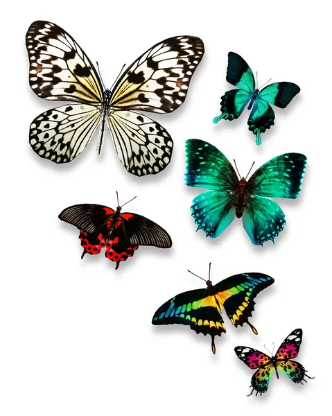 Motyle — Zdjęcie stockowe