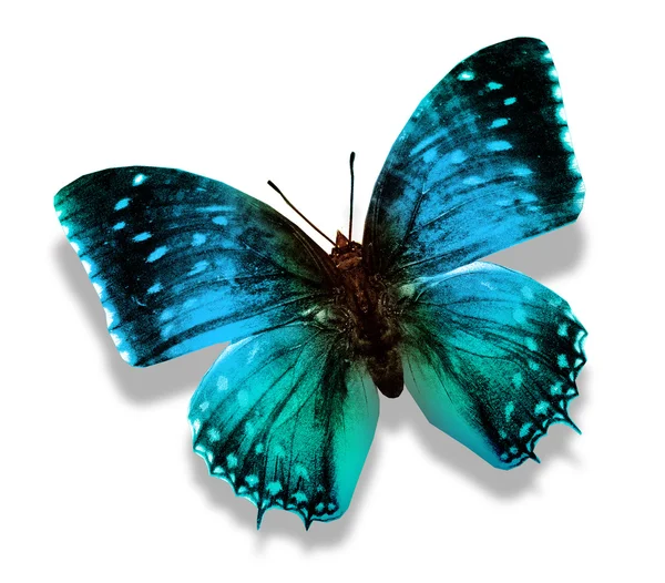 Blue butterfly — Stock Photo, Image