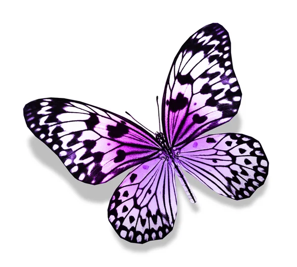 Пурпурная бабочка — стоковое фото