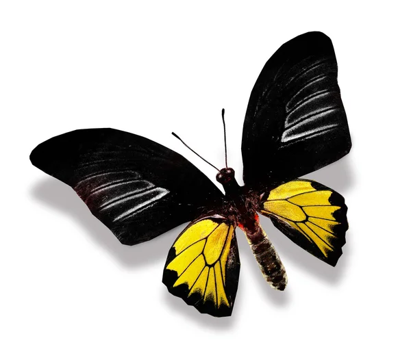 黒と黄色の蝶 — ストック写真