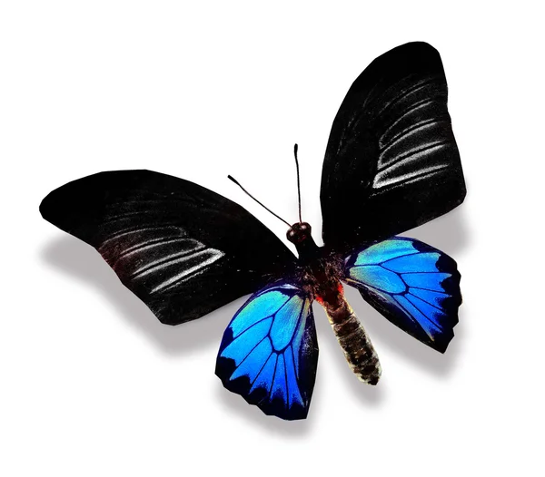 Black and blue butterfly — Stock Photo, Image