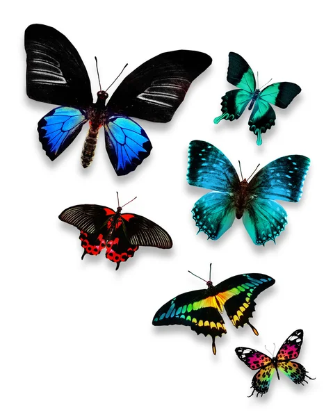 Butterflies — Stock Photo, Image