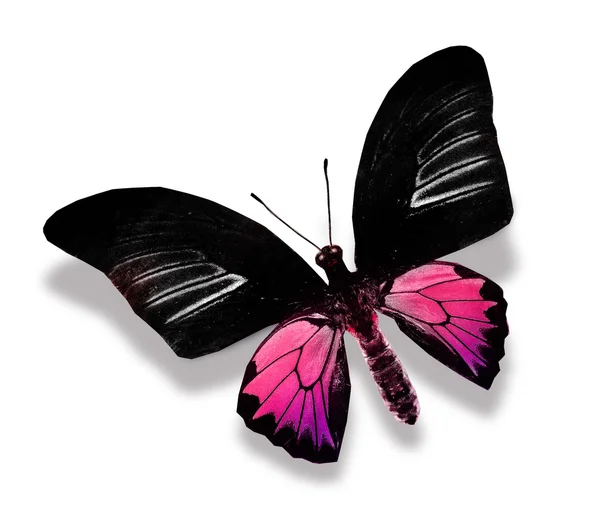 Schwarzer und lila Schmetterling — Stockfoto