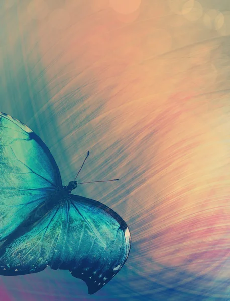 Солнечный свет с бабочкой — стоковое фото