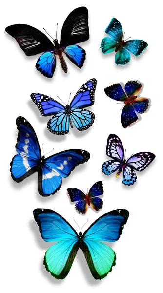 Blue butterflies — Stock Photo, Image