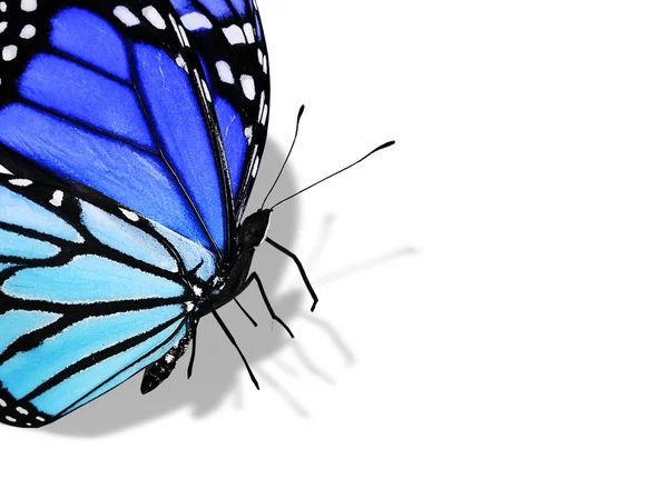 Blue butterfly — Stock Photo, Image