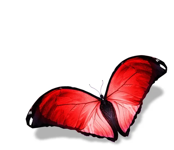 赤い蝶 — ストック写真