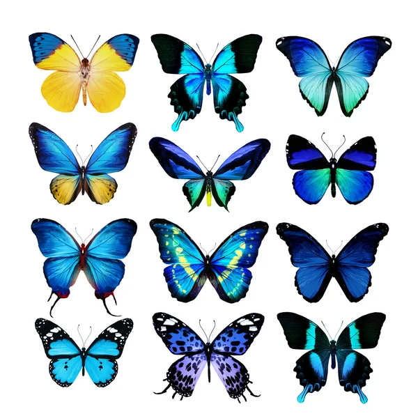 Modré a žluté motýli — Stock fotografie