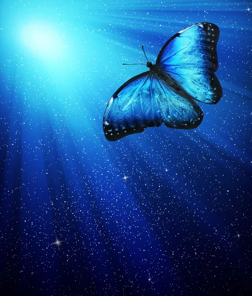 Night light with butterfly — Stock Photo, Image