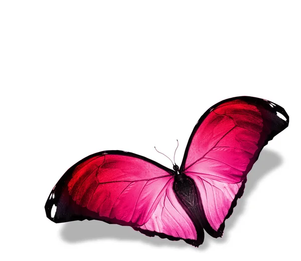 Red-heart butterfly — Stock Photo, Image