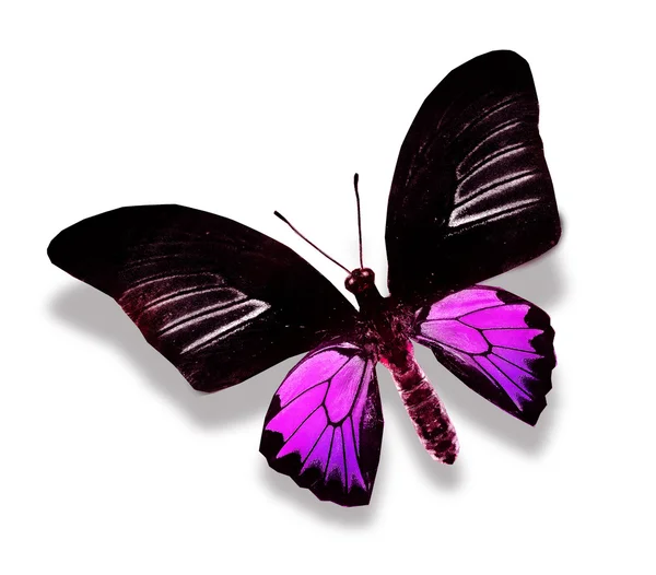 Zwarte en paarse vlinder — Stockfoto