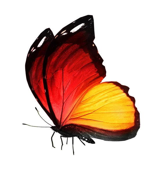 Жовтий і червоний метелик — стокове фото