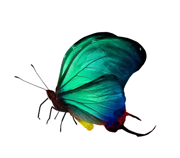 蝴蝶翅膀上的标志 — 图库照片